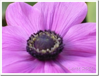 First Anemone (3) First Anemone (3)
