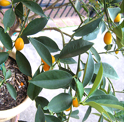 [winterkumquats.png]