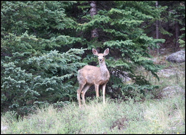 Colorado July 2009 543-crop v1