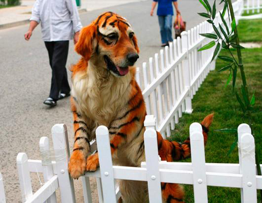 pet park, zhengzhou, парк для животных в китае