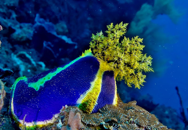 Обои apple море. Голотурия морское яблоко. Dallas world aquarium. Голотурия морское яблоко. Голотурия морское яблоко.