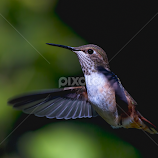 RufousHummingbird  by Sheldon Bilsker -  