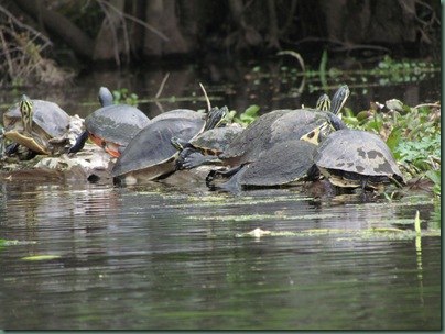 Turtle cluster