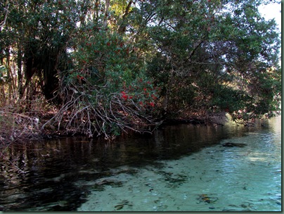 Red Blooms along the water on the Weeki Wachee River