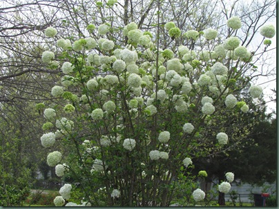 Snowball bush