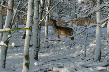 hert in sneeuw