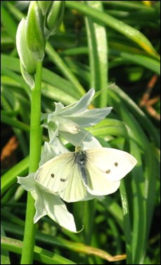 witte vlinder1