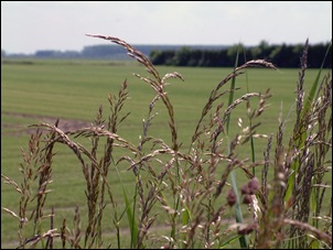 verschillende soorten grassen!