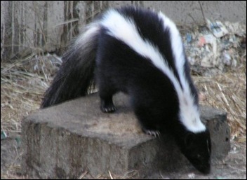 striped-skunk