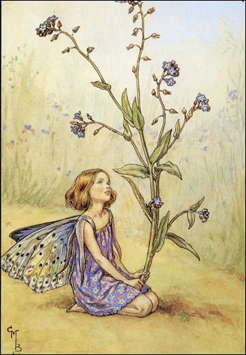 forget_me_not_flower_fairy