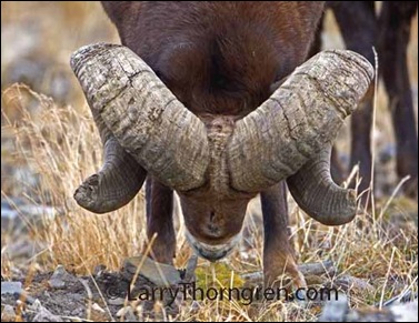 (Bighorn Ram