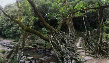 root bridge