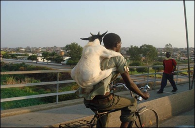 cycling goat