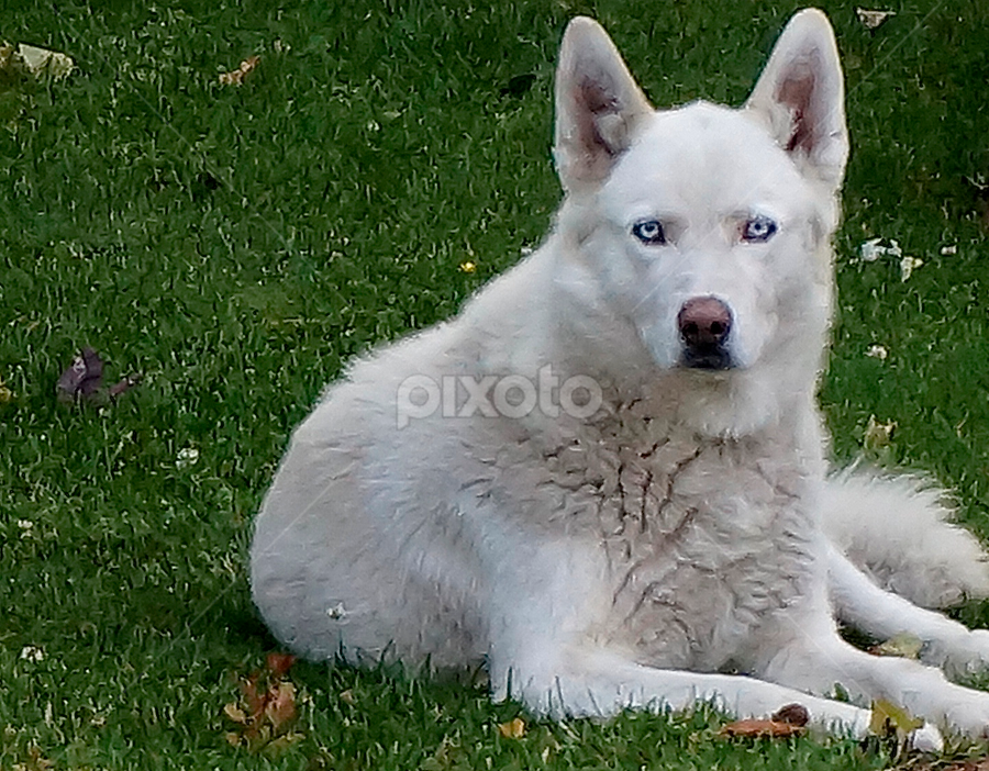 Mr. Blue Eyes by Barbara Brock - Animals - Dogs Portraits