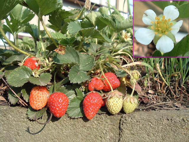 イチゴ バラ科 最終更新日 09年4月17日 サイト内 ウェブ全体 別名 検索キー 苺 いちご Strawberry Garden Strawberry 撮影日 07年5月14日 Youtube バンバン いちご白書 をもう一度 はこちら もりあげて やまいうれしき