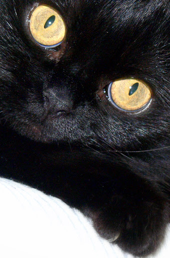 Picuri_portr%C3%A9.jpg