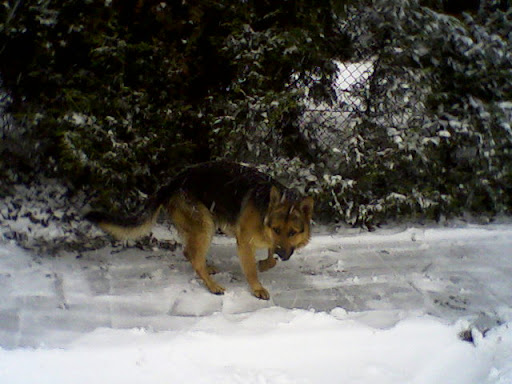 nemetjuci20090106.jpg