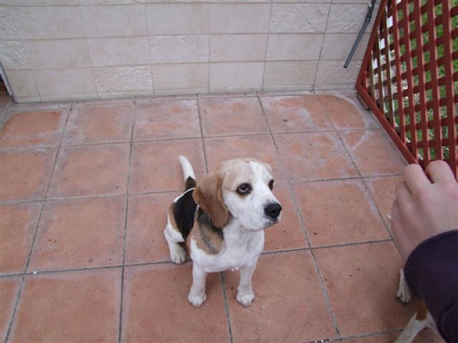 beagle.jpeg