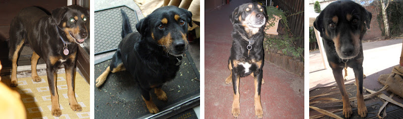 FIDO-kicsi.jpg