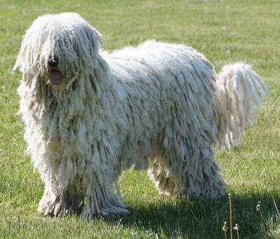Komondor.jpg