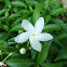 Crape Jasmine