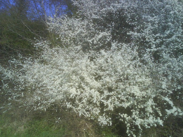 [Blackthorn in blossom - produces sloe[2].jpg]