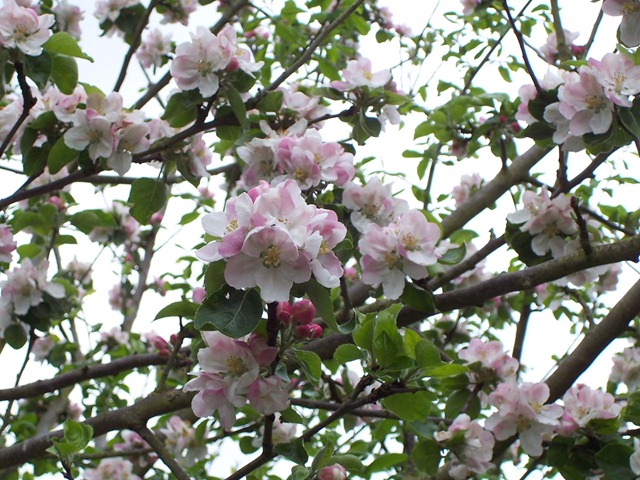[Apple blossom[2].jpg]