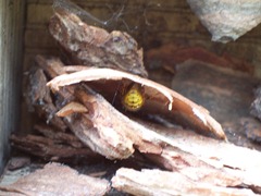 Adult wasp nestling under dry bark