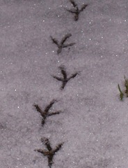 Large bird footprints in the snow