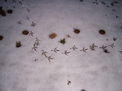 Footprints in the snow - large bird
