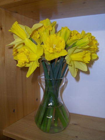 [Bunch of daffodils[2].jpg]
