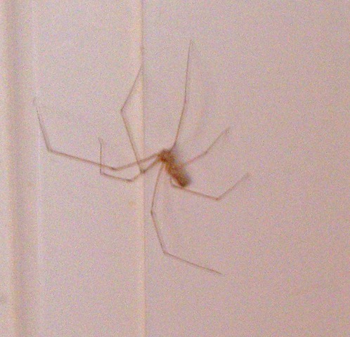 [Pholcus phalangioides which is affectionately called the Daddy Long-Legs spider and lives mostly in houses and caves[2].jpg]