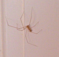 Pholcus phalangioides which is affectionately called the Daddy Long-Legs spider and lives mostly in houses and caves