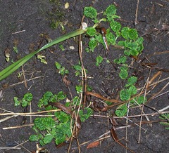 Wild primrose - struggling up through the ground