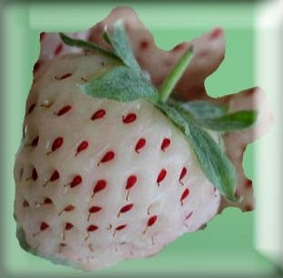 [White Strawberry[2].jpg]