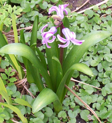 [Dark Pink Hyacinth[2].jpg]