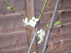 Plum blossom - April