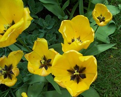 Large Golden Yellow Tulips