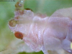 Aphid - close-up of the head and eye