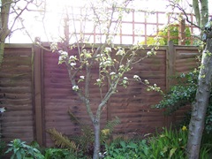 Conference pear tree