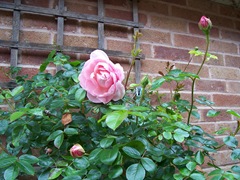 Pink rose open in May