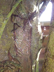 Web in a wood