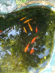 Fish pond