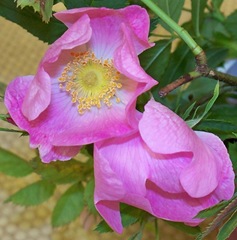 Sweet-briar - Rosa rubiginosa (Briar Rose)