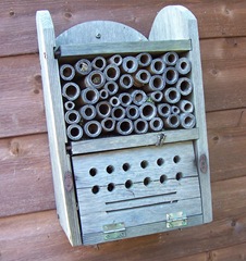 Rogue Leaf-cutter bee on Insect House