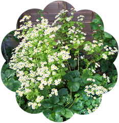 Feverfew - the daisy family - aromatic perennial herb