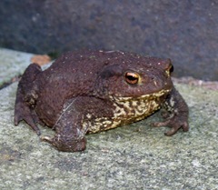 Toad looking forwards