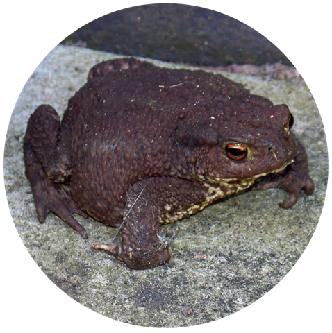 [Toad picture 1[4].png]