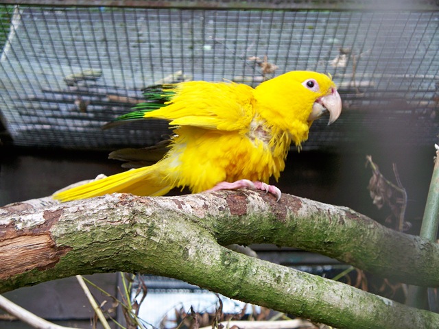 [Chile - Bright yellow macaw[4].jpg]