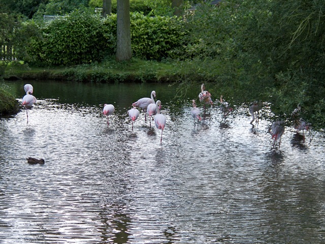 [Flamingo gathering[4].jpg]